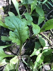 Ajuga reptans