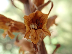 Orobanche