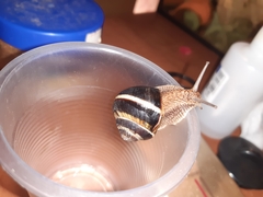 Helix lucorum