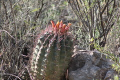 Hamatocactus hamatacanthus