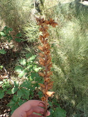 Orobanche