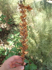 Orobanche
