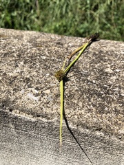 Cyperus brevifolius