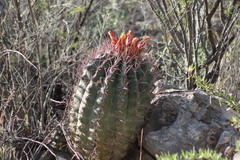 Hamatocactus hamatacanthus