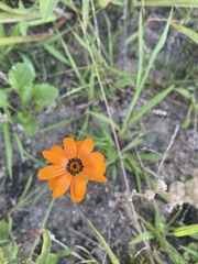 Dimorphotheca