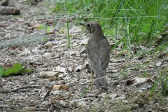 Turdus philomelos clarkei
