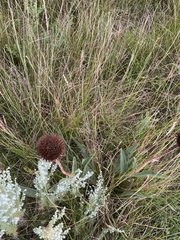 Echinacea pallida