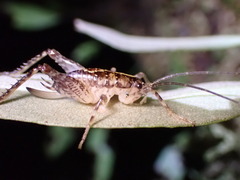 Macropathinae
