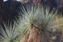 Yucca rigida