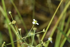 Alisma