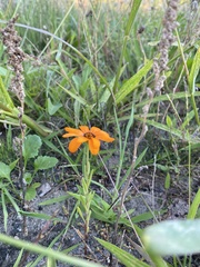 Dimorphotheca