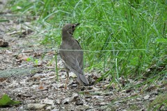 Turdus philomelos clarkei