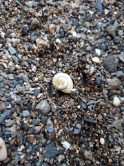 Cepaea hortensis