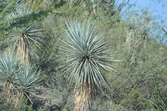 Yucca rigida