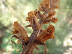 Orobanche