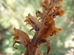 Orobanche