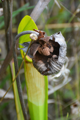 Sarracenia alata