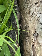 Tigrosa helluo