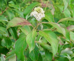 Cornus obliqua