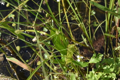 Alisma
