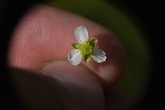 Alisma