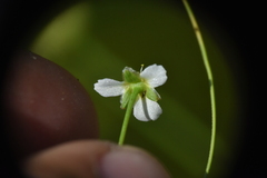 Alisma
