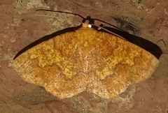 Periclina merana