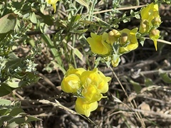 Linaria dalmatica