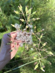 Arnoglossum atriplicifolium