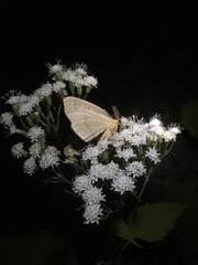 Lambdina fiscellaria