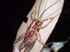 Macropathinae