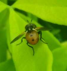 Gymnosoma