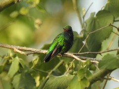 Chlorostilbon lucidus