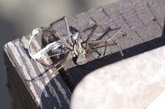 Eratigena atrica