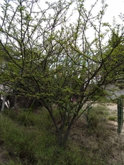 Vachellia farnesiana
