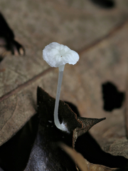 Hemimycena crispula