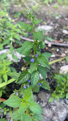 Scutellaria lateriflora