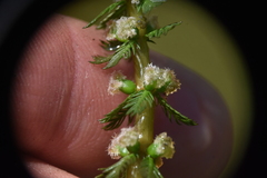 Myriophyllum