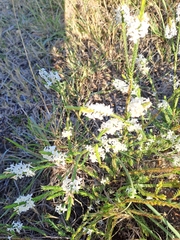 Struthiola dodecandra