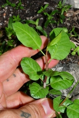 Bursera schlechtendalii