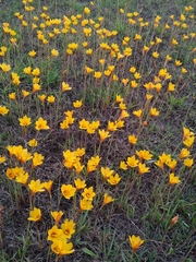 Zephyranthes tubispatha