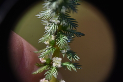 Myriophyllum