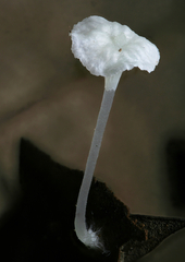 Hemimycena crispula