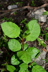 Bursera schlechtendalii