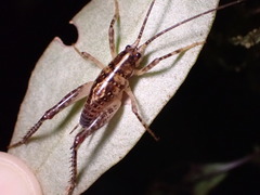 Macropathinae
