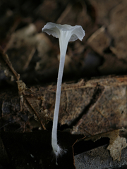 Hemimycena crispula