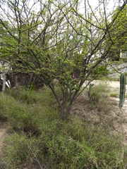 Vachellia farnesiana