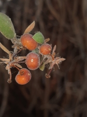 Arctostaphylos morroensis