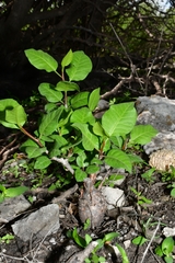 Bursera schlechtendalii