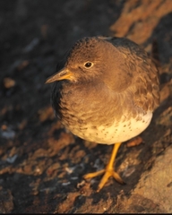Calidris virgata